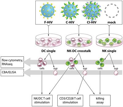 Complement-Opsonized HIV-1 Alters Cross Talk Between Dendritic Cells and Natural Killer (NK) Cells to Inhibit NK Killing and to Upregulate PD-1, CXCR3, and CCR4 on T Cells